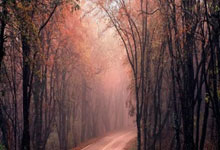 巴西对阵法国，谁能在强强对话中笑到最后？